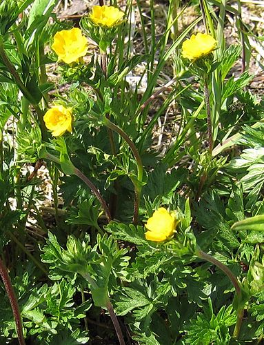 Potentilla drummondii